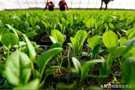 中国农业未来二十年大势，早发现早挣钱 !图片