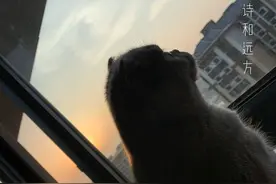 文艺猫：豆包大人图片