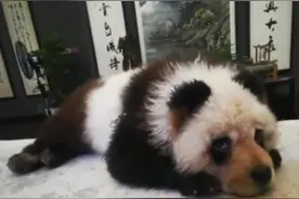 我家狗子长得像老虎，不敢带出门咋办？图片