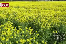 藏不住的春光，北仑这里油菜花开了！图片
