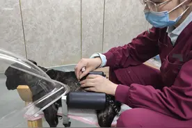 敢问敢答丨给猫狗针灸，靠谱吗？郑州女兽医：有质疑，是好事图片