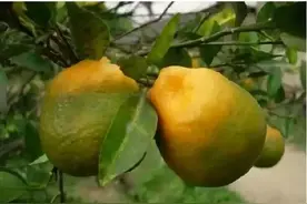 十月南方柑桔管理技术要点图片