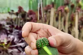 一次性银针养花“妙用”，用来嫁接仙人球，提高成活率，愈合更好图片