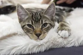 为什么橘猫叼​老鼠送你？在它眼里，你可能是不会捕猎的小白​图片