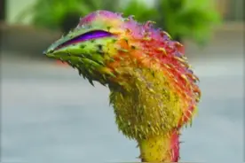 被渔农视为“有害”的水生植物，却被苏州人视为瑰宝，你吃过吗？图片