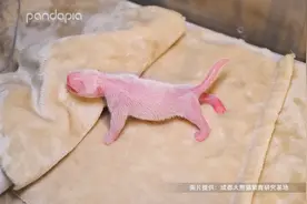 2020年全球首对圈养大熊猫双胞胎来啦！图片