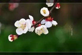 有关“杏花”的诗词集：满园春色关不住，一枝红杏出墙来图片
