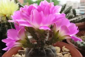 一种仙人掌自身带着白毛，爬满盆就像毛毛虫，养久了还能开花图片