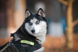 哈士奇成为搜救犬，把自己走丢了图片