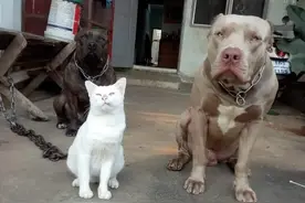 主人为了图省事，将猫咪和比特犬养在一起，几年后画风竟然跑偏了图片