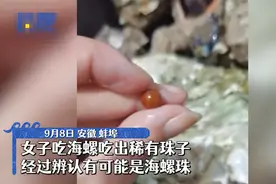 5万个海螺才出一颗珠！女子吃到罕见海螺珠，价值究竟有多高？图片