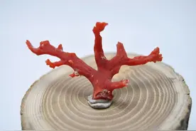 什么？珊瑚还能像种树一样种出来？图片