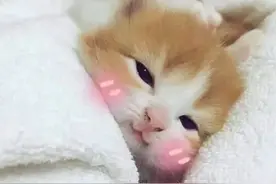 果然猫咪越小越可爱，奶奶的样子，让人忍不住的想rua一rua图片