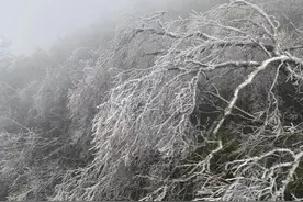 下雪啦！巴中迎来今秋第一场雪，当红叶遇上冰雪，惊艳了整个冬天图片