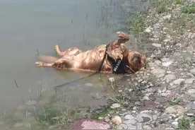 狗狗在公园跑丢，湖边找到后，以为淹死了，走近细看发现蹊跷图片
