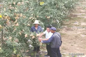 甘肃庄浪：吹响夏季果园管理“冲锋号”图片