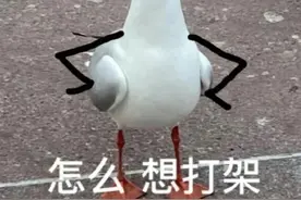 超多小动物可爱沙雕微信QQ聊天专用表情包哦图片