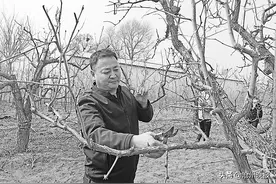 沧县有个全国最大的枣种质基因库——枣树良种诞生记图片