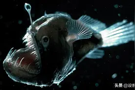 海洋最深处的十大可怕的生物图片