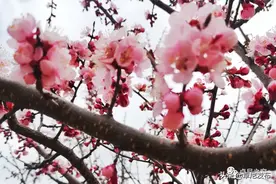 人间四月芳菲尽，卓尼桃花始盛开图片