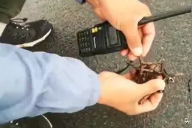 路面被洒满铁蒺藜，致多车接连爆胎？！警方调查结果来了图片