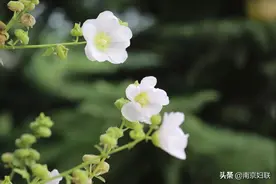 【原创】花开半夏图片
