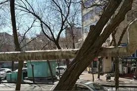 沧州一小区内大树紧邻燃气管道存在安全隐患 社区回应正在帮居民联系施工队图片