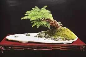 从获取小苗开始，培育一盆异叶南洋杉盆景图片