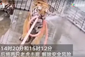 一场悲剧，三条生命：未获豢养野生动物资质，马戏团岂能如此“养虎为患”图片