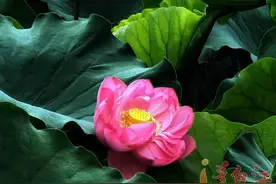 “夏”一站，青白江约你“误入莲花深处”图片