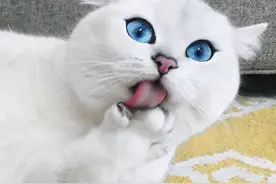 猫色场所NO.1全球最好看的猫，靠颜值每年赚3500万美金图片