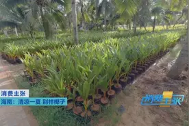 海南每年2.2亿的椰子产量，居然不够吃？图片