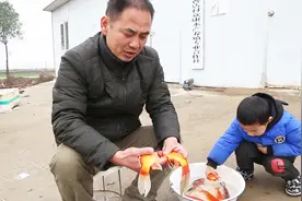 养金鱼不知道怎么分公母？农村大哥教你如何区分，没想到这么简单视频封面