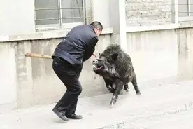 生命力顽强的野猪泛滥成灾，经常侵扰人类生活，为何还要保护？图片