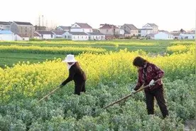 杂草是种田头号敌人，种中药的大哥有妙招，不用农药也能除草图片