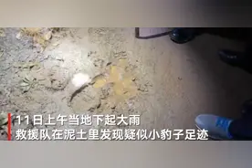 救援队发现疑似外逃豹子足迹 用于诱捕的鸡未被吃过图片