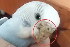 鹦鹉得癣了怎么办？图片