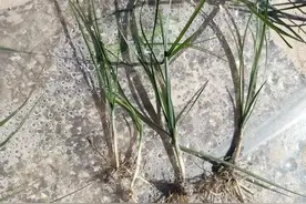 香附子是一种什么样的植物？图片