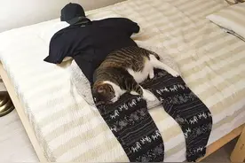 “我家猫超级粘人，可医生却说它病了...”图片