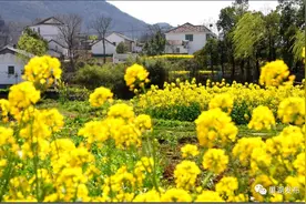 “云”赏花丨巢湖：阳春三月百花开图片