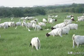 盘点羊病发生的各种原因，你是否在养殖中遇到过？一定要重视图片