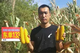 被称“懒汉玉米”，这个玉米抗旱、抗倒、不招虫，最高亩产2015斤图片