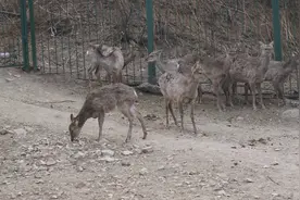 北京野生动物园图片