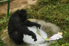 可能比你老公还勤快！重庆一猩猩爱洗衣服被评“动物界劳模”图片