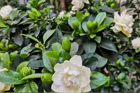 别人的栀子花叶绿新芽多，自己总是养不好，原来是这些事情没做好图片