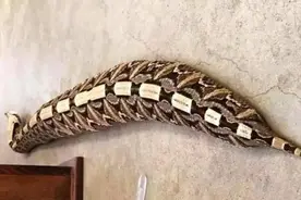 世界上最胖的毒蛇，加蓬咝蝰究竟有多恐怖？又能否与眼镜王蛇一战图片