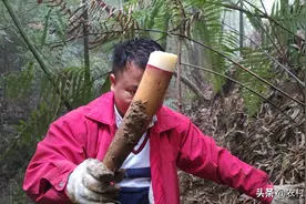 农村小伙大山里教你们挖竹笋，非常简单，主要是掌握几点方法图片