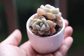 栽种多肉植物，不管状态如何，4件“蠢事”不要做图片