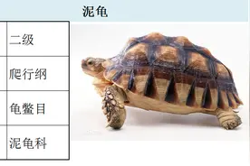 国家最新水生野生保护动物名录（共计三百余种），第3期图片