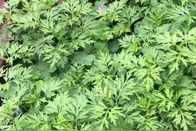 壮族特色的艾草糍粑，清明时节必不可少的一道美食#春日茶话会#图片